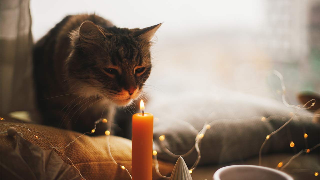 Foto de um gato com iluminação de vela.