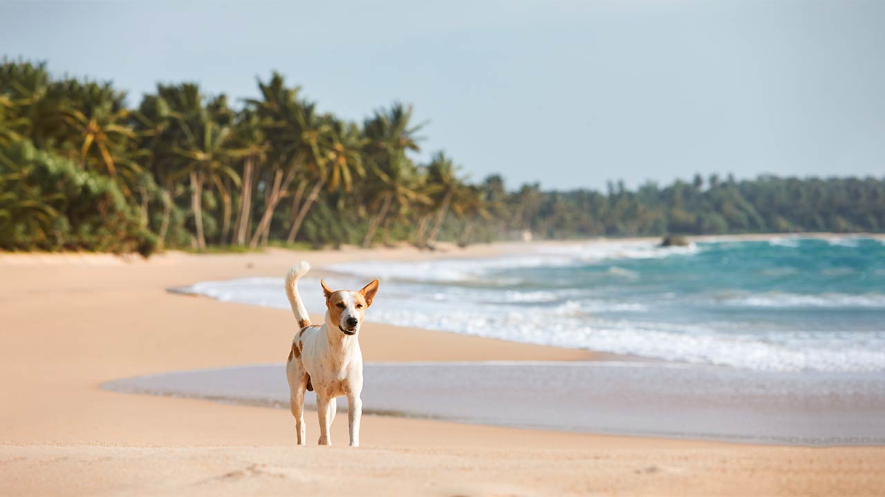 Cachorro correndo na praia.