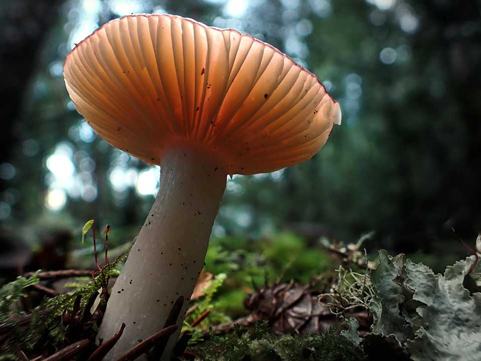 Exemplo de Fotos da Câmera Olympus TG-7